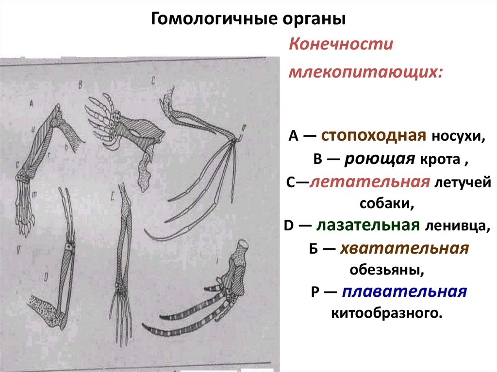 Гомологичные органы