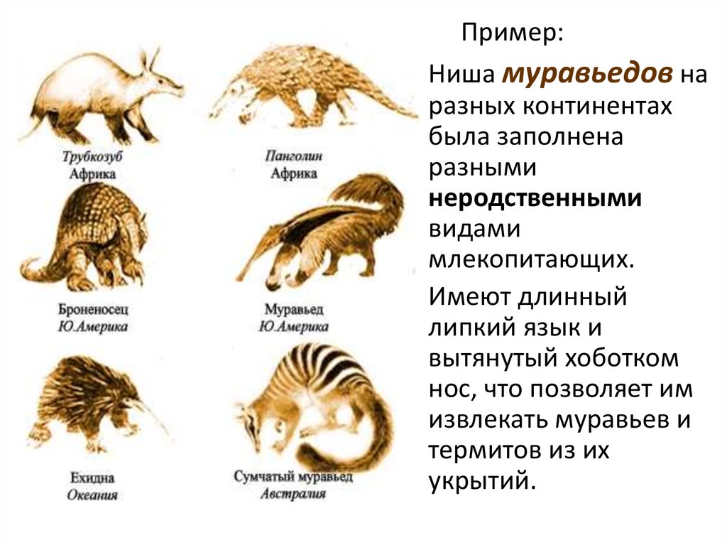 Формы эволюции. Типы эволюции групп. Тупиковые формы эволюции. Чазард формы эволюции.