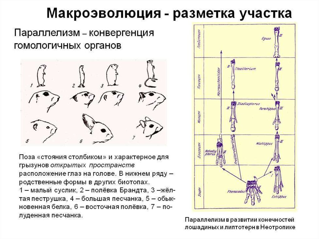 Эволюция групп интересов схема