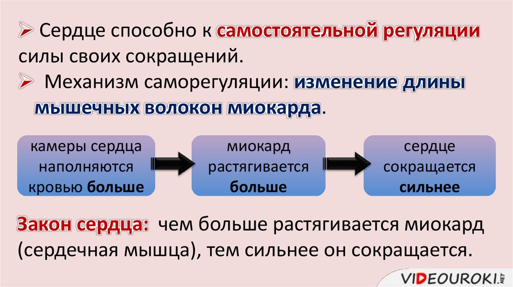 Регуляция состояний. Регуляция работы сердца и кровеносных сосудов. Регуляция работы сердца и кровеносных. Регуляция работы сердца конспект. Механизмы регуляции сердца и сосудов.