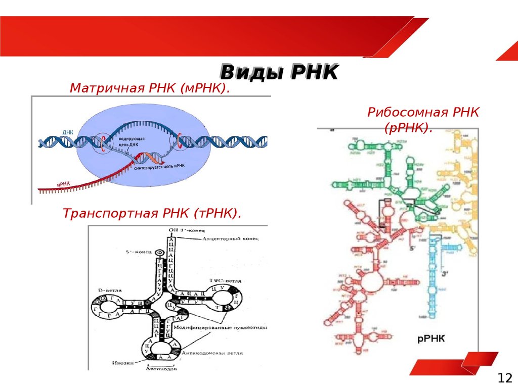 Размеры рнк. Структура рибосомной РНК. Строение и функции МРНК, ТРНК, РРНК. Информационная РНК транспортная РНК рибосомная РНК. Типы рибосомальной РНК.