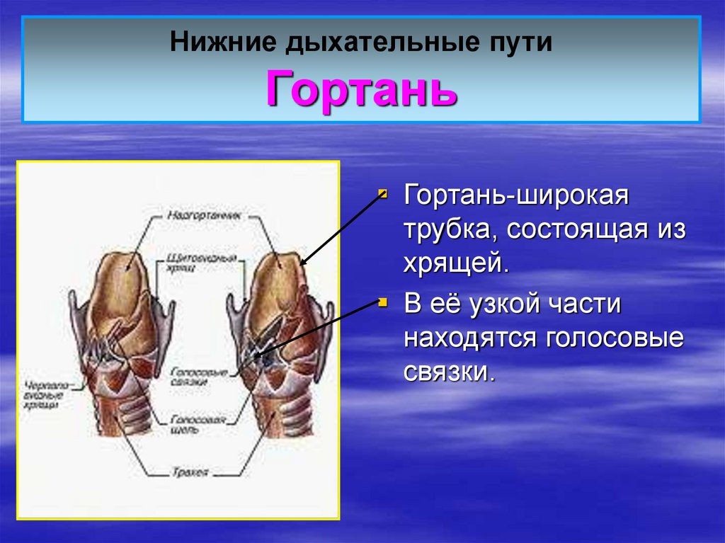 Какой цифрой на рисунке обозначена гортань