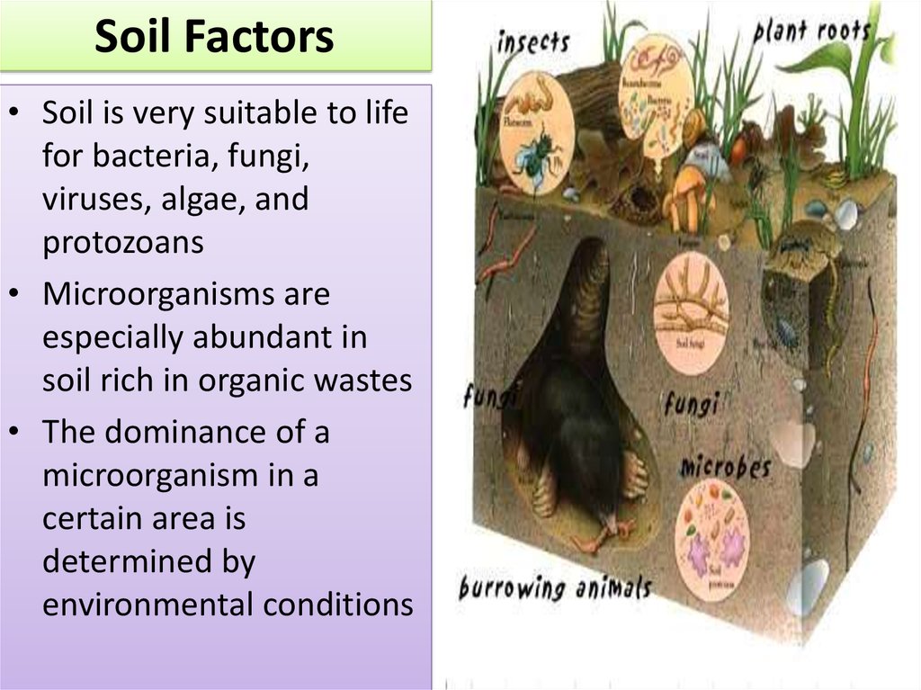 Soil Factors