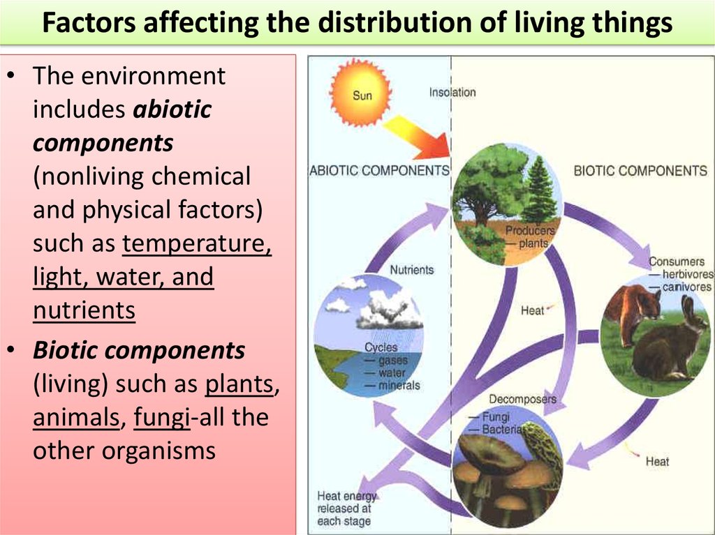 Abiotic Factors Pictures.