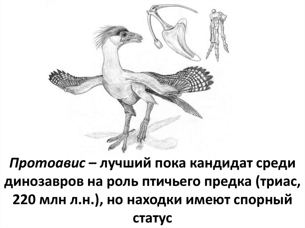 К чертам отличающим птиц от пресмыкающихся. Протоавис и Археоптерикс. Протоавис переходная форма. Протоавис предок птиц. Переходная форма птиц и пресмыкающихся.