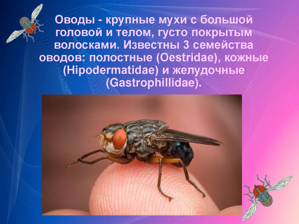 Жена муха. Овод Oestridae. Семейство оводы Oestridae. Муха Овод. Оводы медицинское значение.