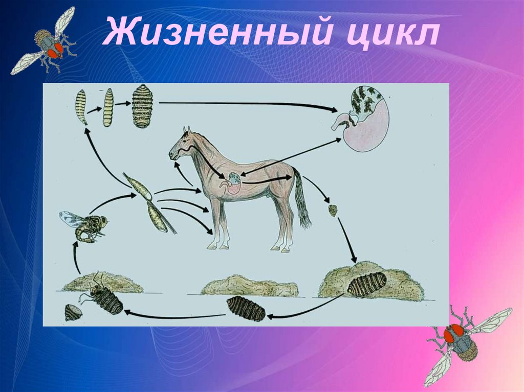 Полостные паразиты цикл развития. Быстрый цикл развития у животных. Oestridae жизненный цикл. Жизненный цикл овода.