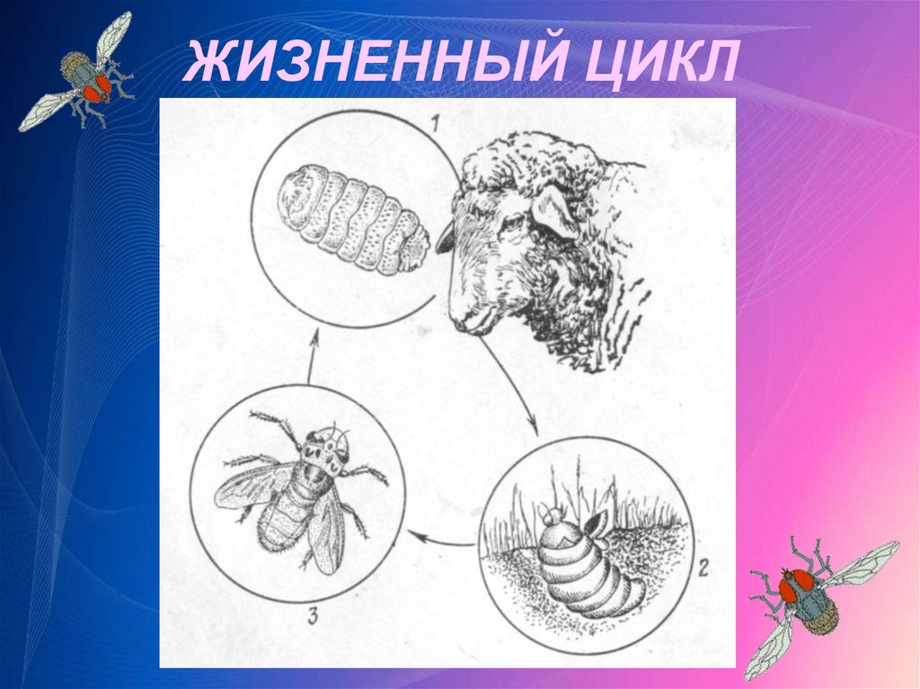 Цикл развития полостного овода схема