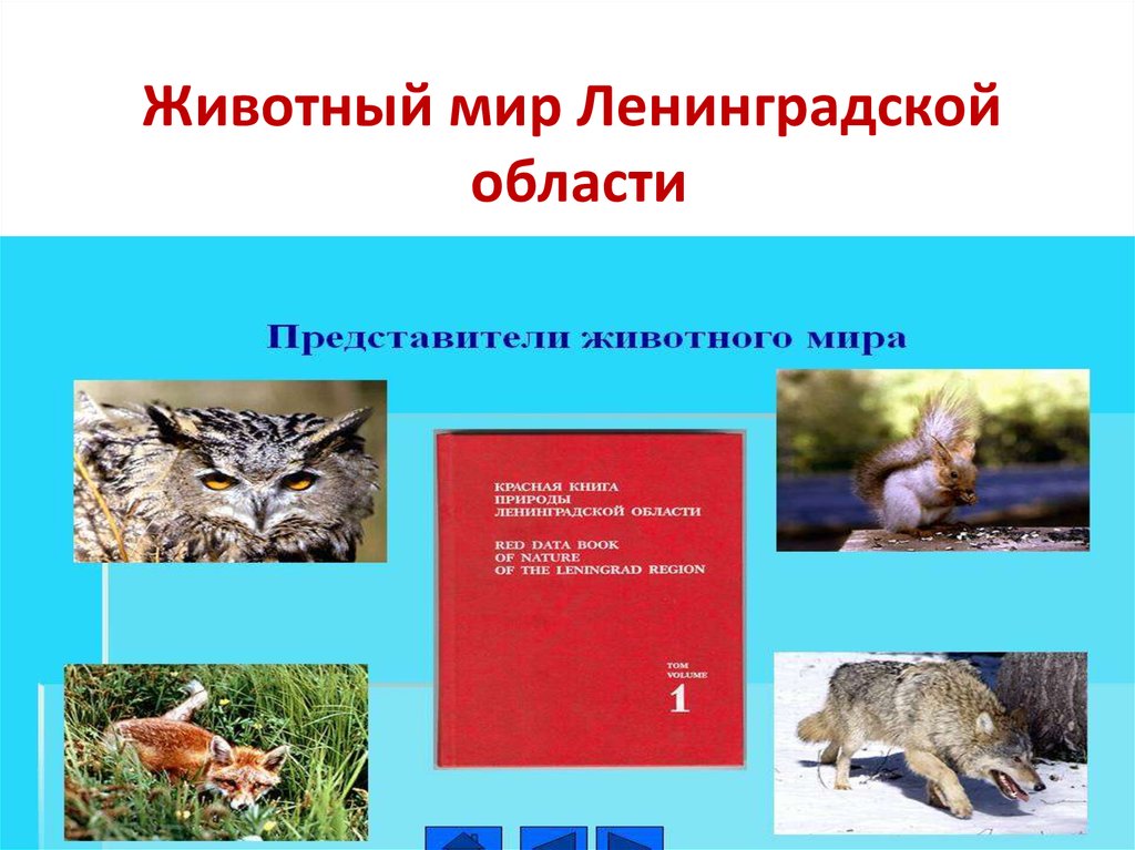 Животные Красной Книги Ленинградской Области Фото