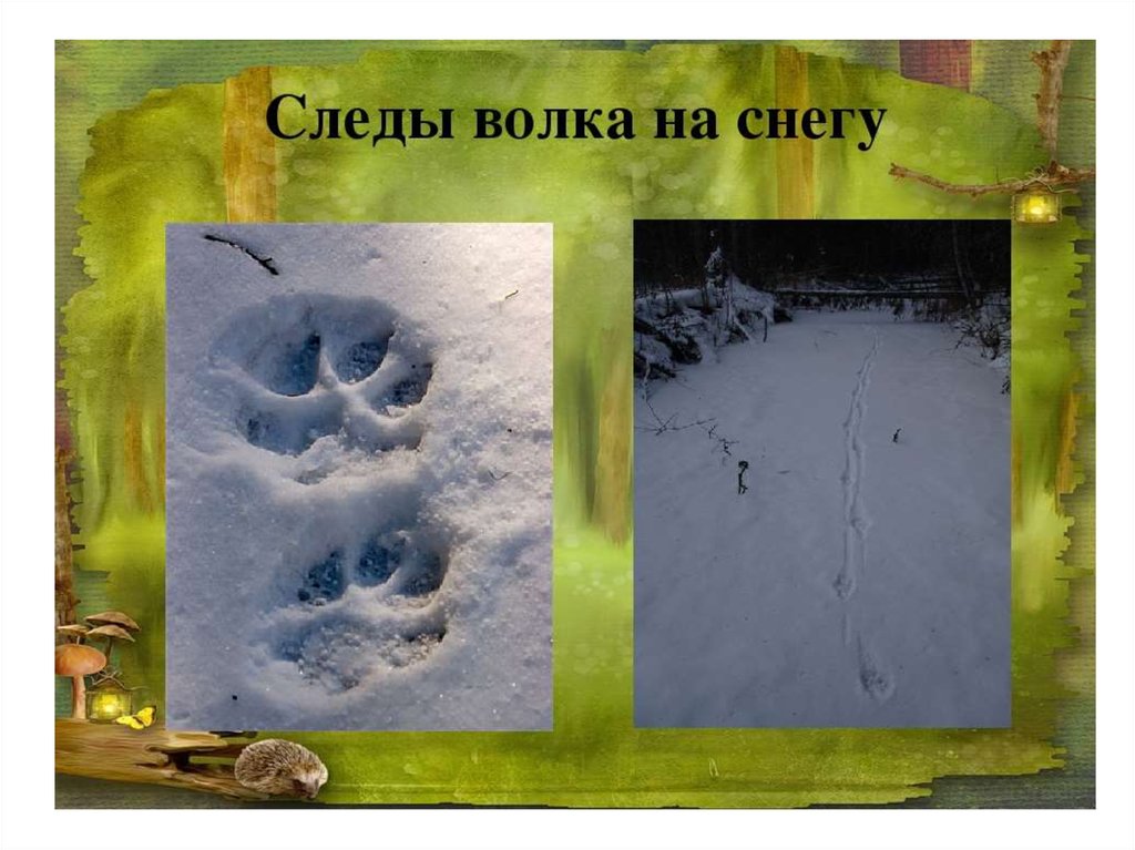 Как отличить следы. Следы волка и собаки отличие на снегу. Следы волка на снегу. След волка. Волчьи следы на снегу и собачьи.