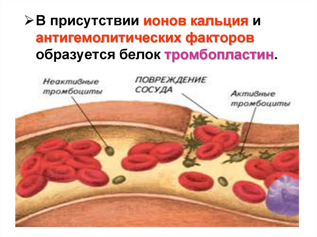 Наличие ионов. Тромбопластин это белок. Кальций в свертывании крови. Тромбопластина строение. Выделение тромбопластина.