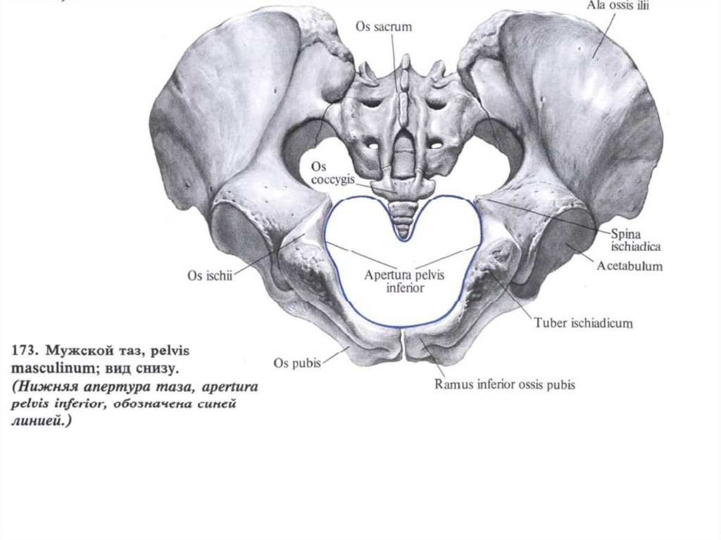 Большой таз. Женский таз вид снизу. Малый таз нижняя Апертура. Пограничная линия таза анатомия. Таз анатомия снизу.