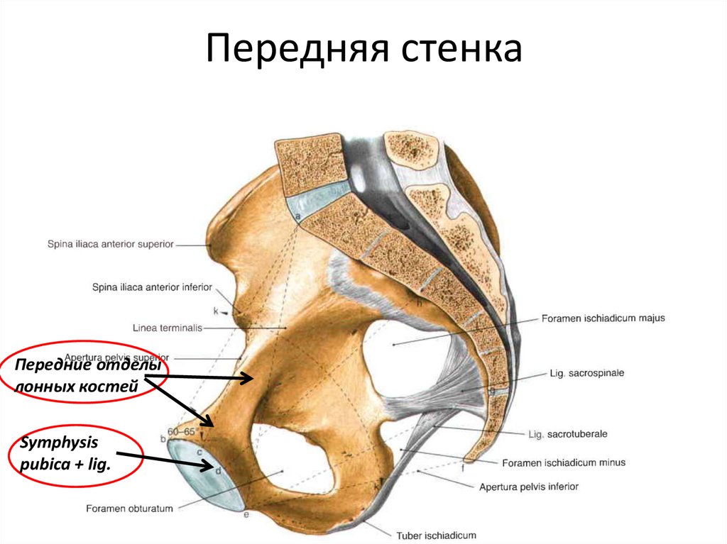 Передняя стенка