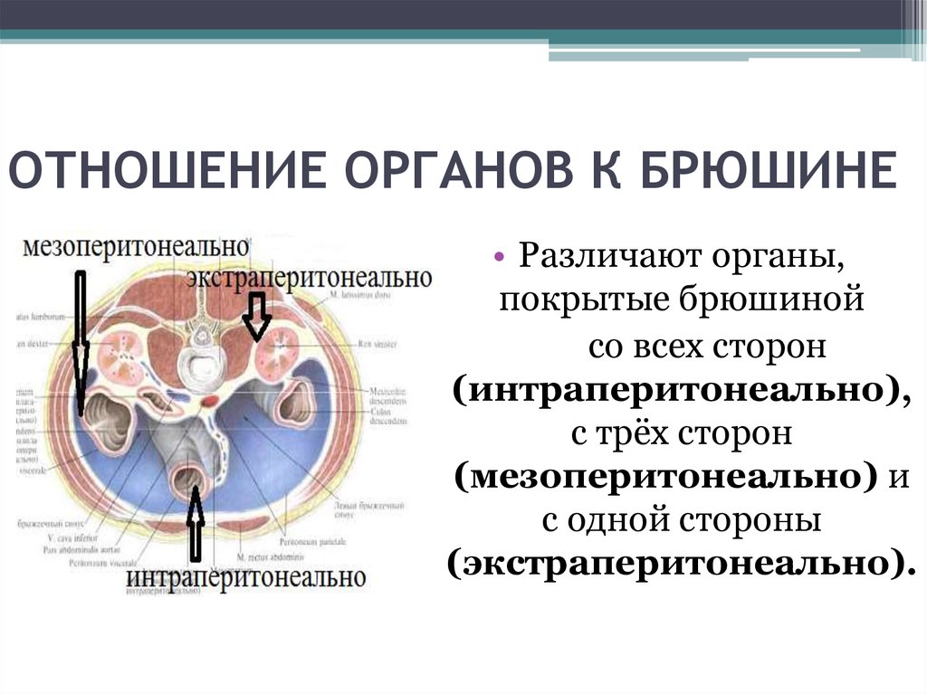 Взаимоотношения органов. Отношение органов к брюшине. Отношение к брюшине. Брюшина отношение органов к брюшине. Органы по отношению к брюшине.