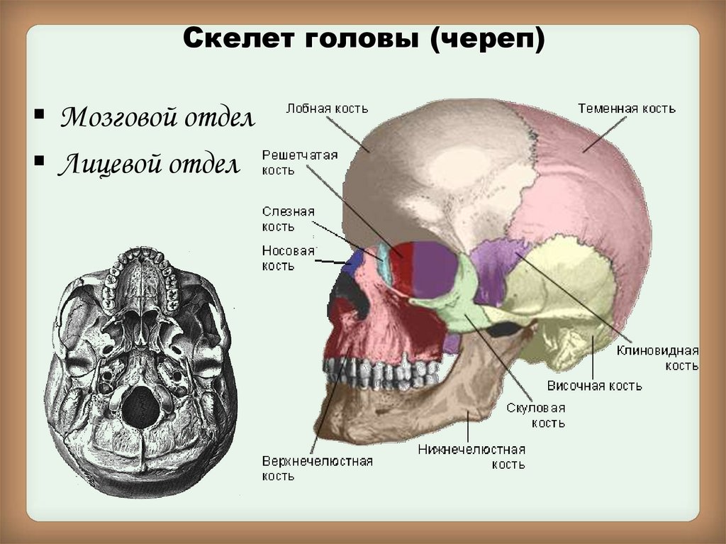 Головной отдел скелета. Строение осевого скелета череп. Скелет головы с названием костей. Строение костей черепа анатомия. Анатомия человека кости мозгового и лицевого черепа.