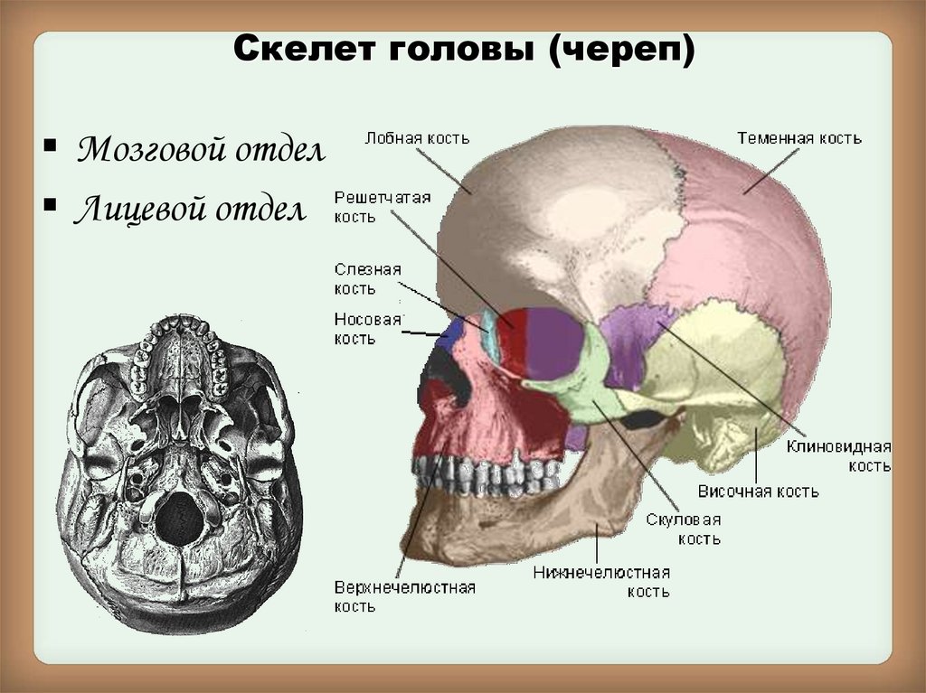 Кости лицевого отдела черепа