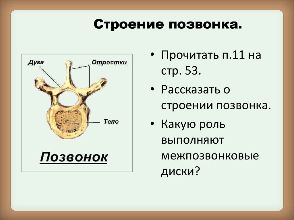 Строение 11. Строение позвонка. Позвонок анатомия. Строение позвонка отростки. Строение типичного позвонка.