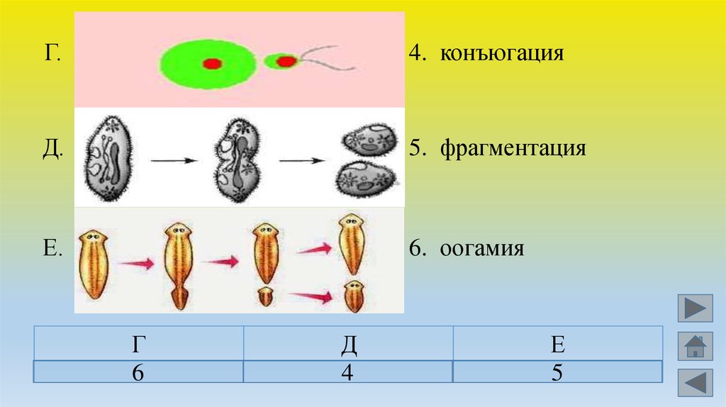 Форма биология. Пасущие формы биология. <<Поднимаю» + «форма» биология.