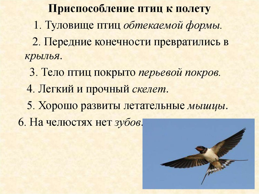 Основные приспособления птиц к полету
