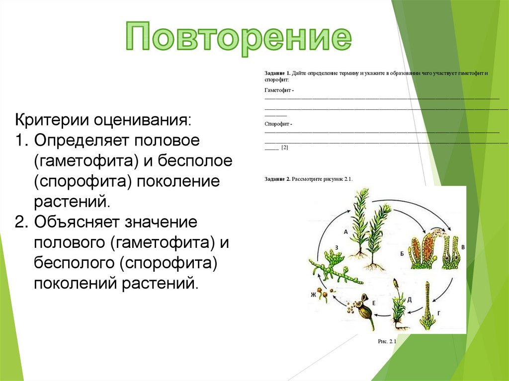 Вид растений определение. Опишите процесс размножения сосны зарисуйте схему жизненного цикла. Отделы растений ЕГЭ биология. Низшие растения определение. Циклы развития растений ЕГЭ.