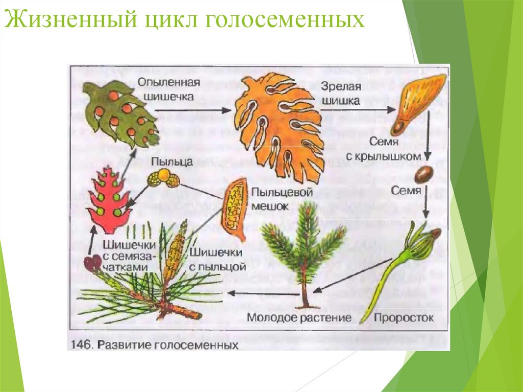 Жизненные циклы растений. Гаметофит и спорофит
