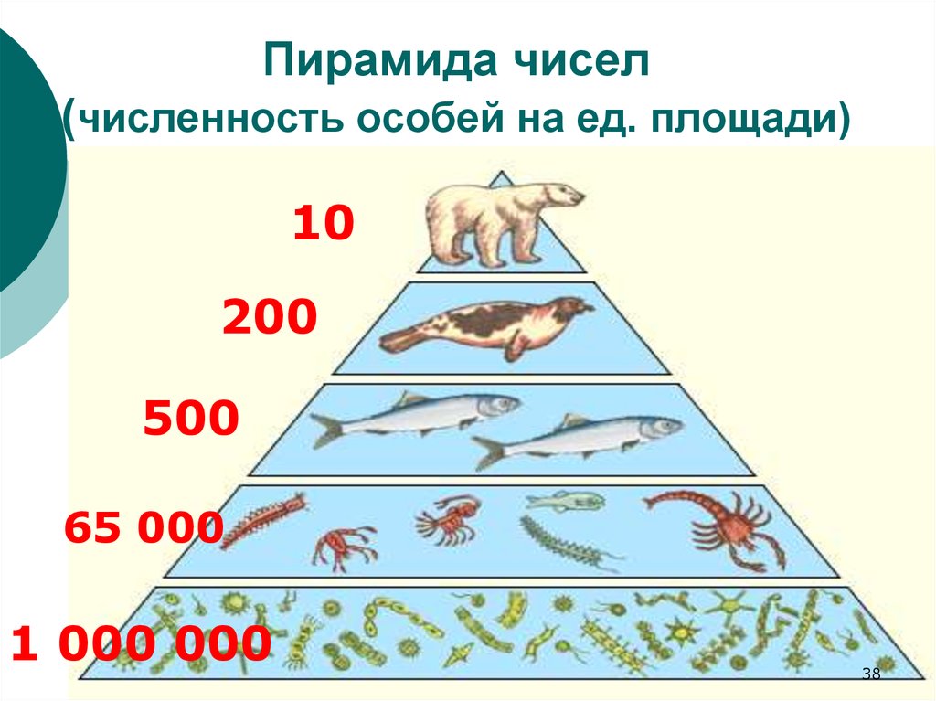 Пирамида чисел(численность особей на ед. площади)