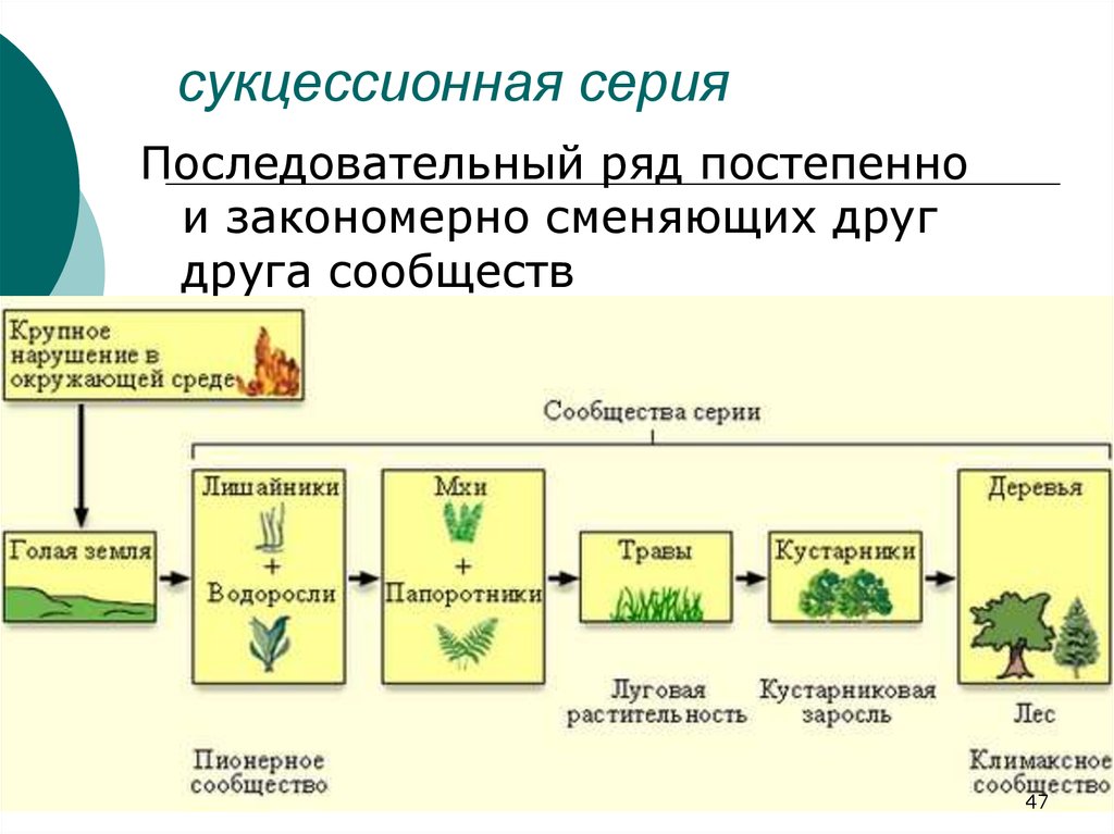 Экологическая сукцессия схема