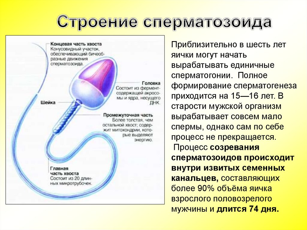 Какое яичко у мужчин отвечает. Сперматозоид строение анатомия. Строение спермия. Схема строения сперматозоида. Структура сперматозоида.