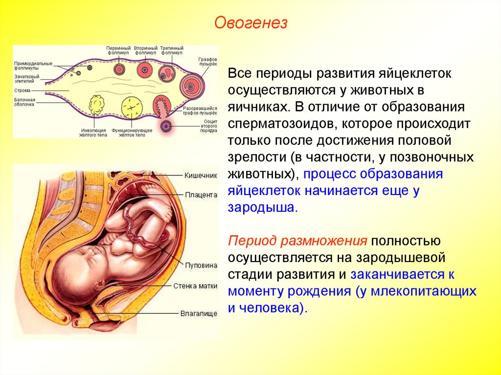 Процесс яичника