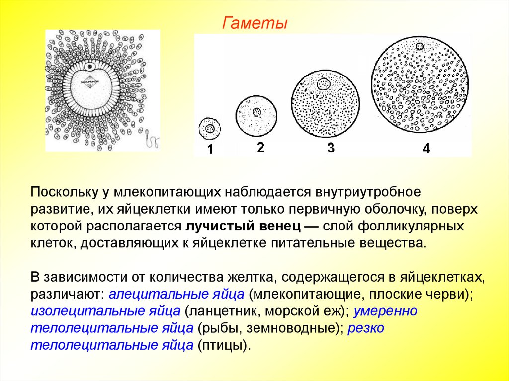 Как называются женские гаметы. Схема строения яйцеклетки. Строение половых клеток яйцеклетка. Лучистый венец ооцита. Строение яйцеклетки человека схема.