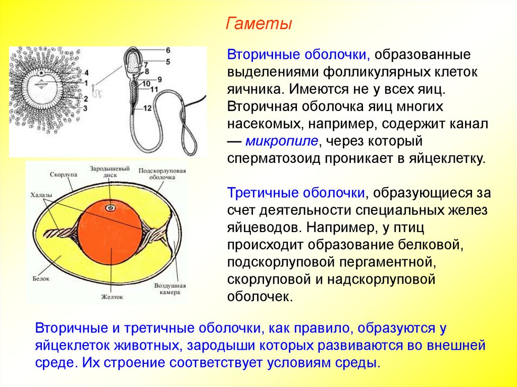 После слияния гамет образуется особая клетка. Яйцеклетка строение мембрана. Функции половых клеток яйцеклетка. Строение половых клеток. Строение гамет.