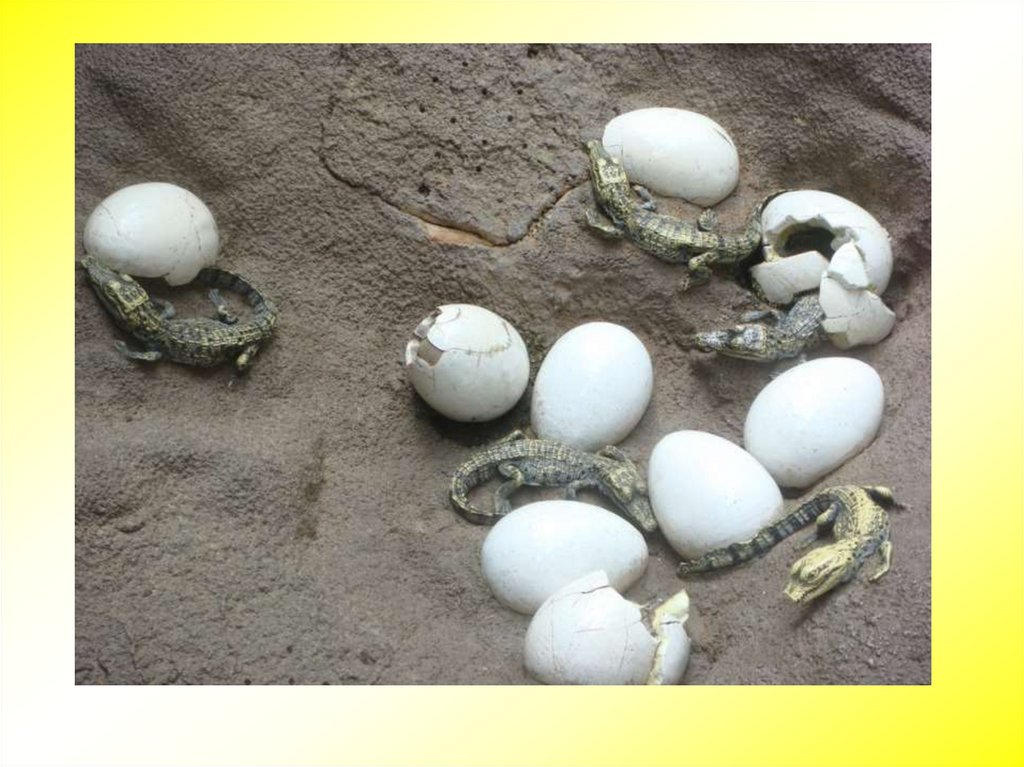 Большинство пресмыкающихся яйца. Крокодил вылупляется из яйца. Яйца рептилий. Ящерица вылупляется из яйца. Крокодильчики вылупляются из яиц.