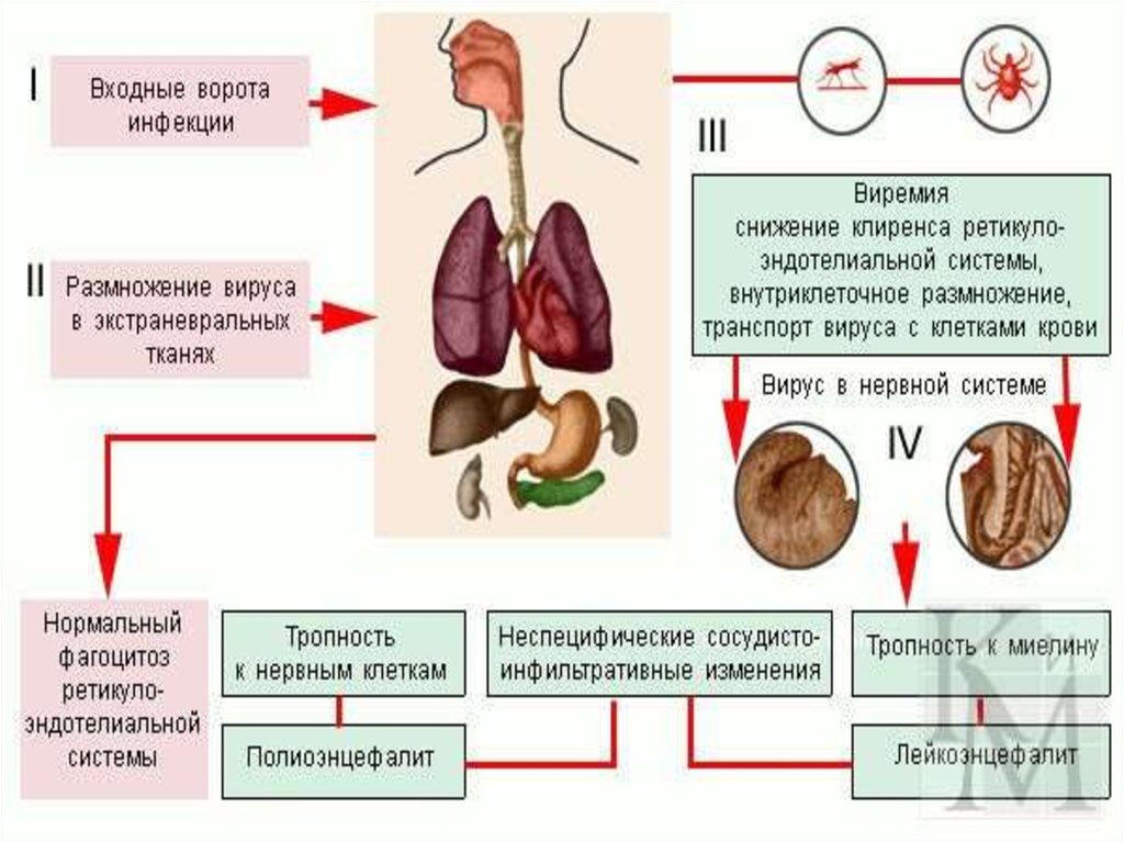 Патогенез клещевого энцефалита схема