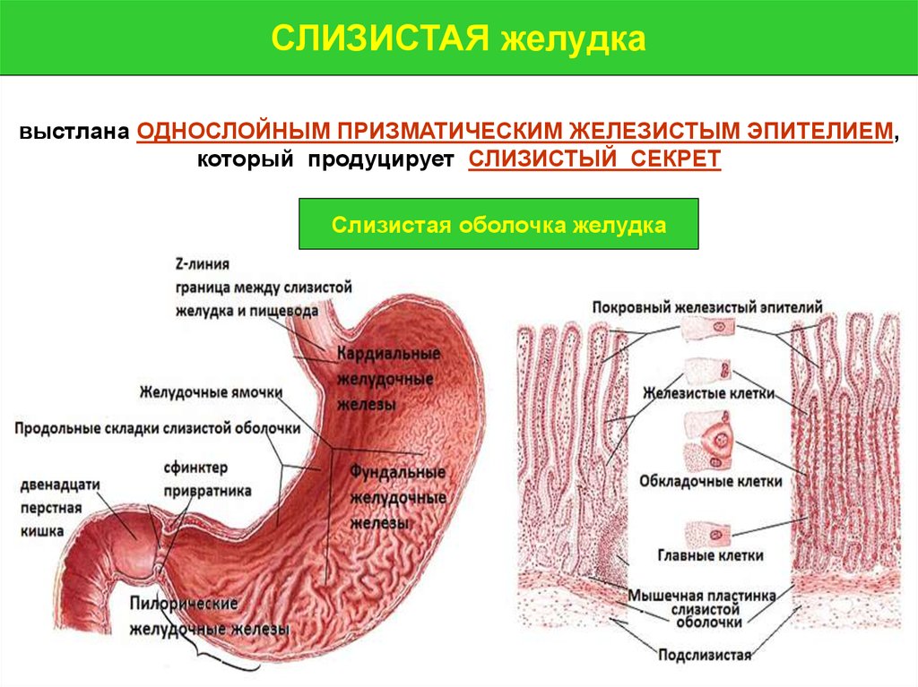 Пилорическая часть желудка