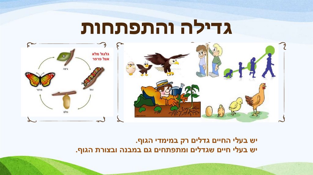 גדילה והתפתחות
