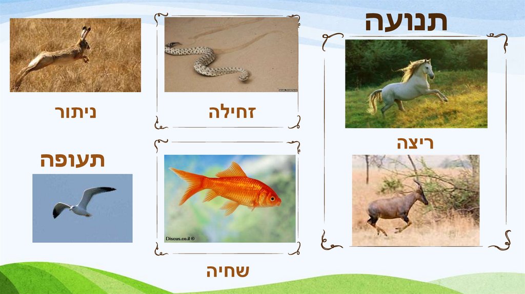 תנועה