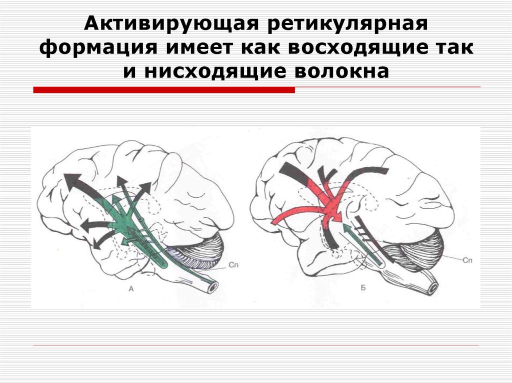 Ретикулярная формация презентация