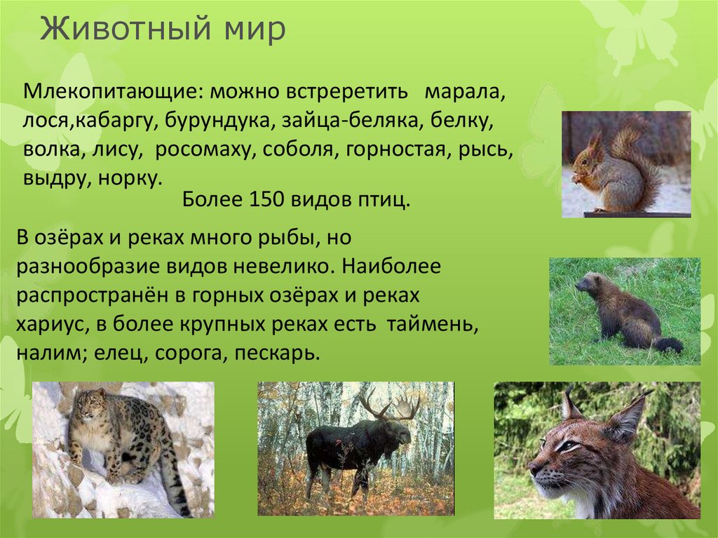 Животный мир