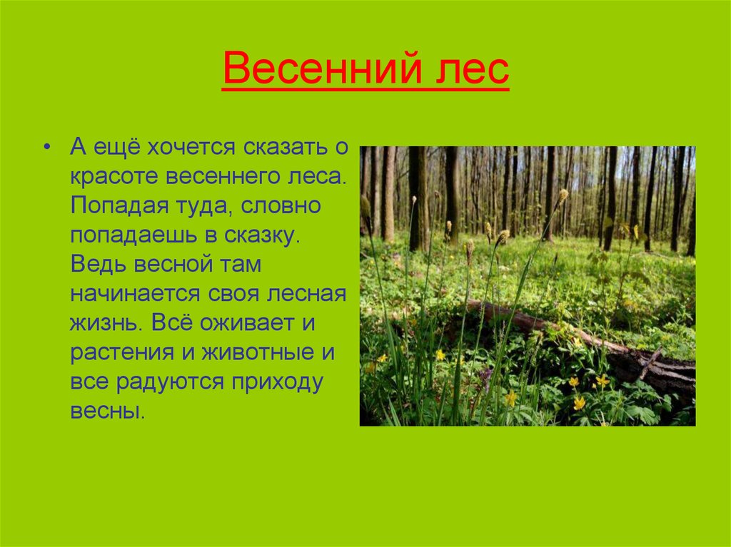 Рассказ жизнь леса. Весенний лес описание. Лес весной описание. Описание на тему весенний лес.