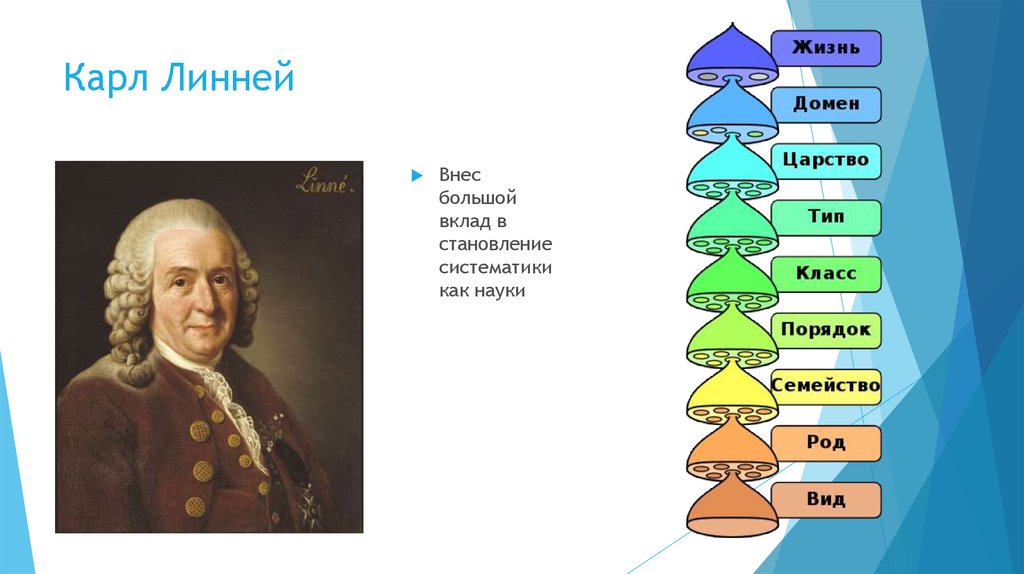 Презентация классификация живых организмов