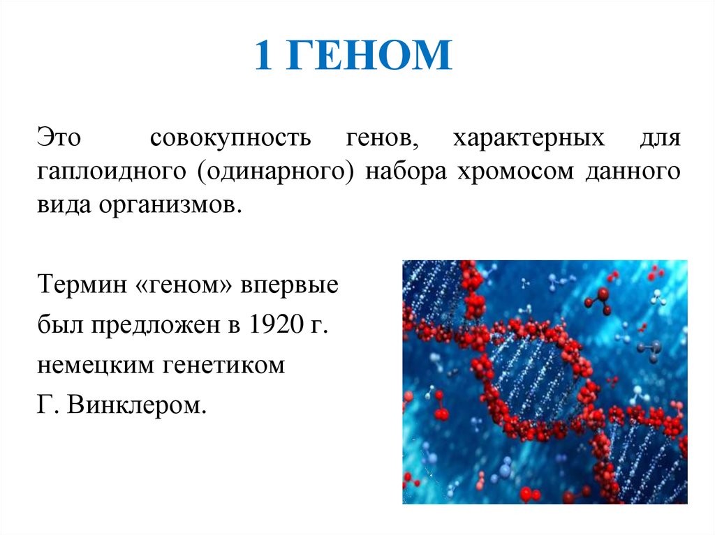 Ген биология 9. Геном. Понятие о геноме. Геном это в биологии. Ген это в биологии.