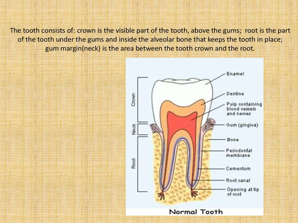 The tooth consists of: crown is the visible part of the tooth, above the gums; root is the part of the tooth under the gums and