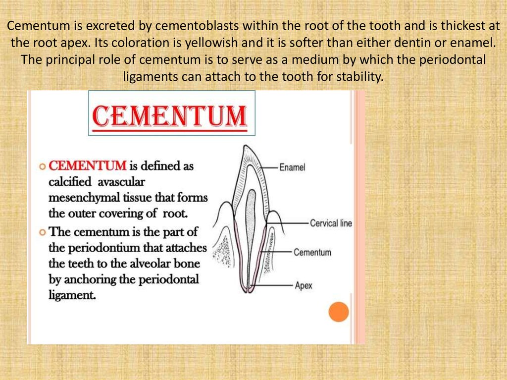 Cementum is excreted by cementoblasts within the root of the tooth and is thickest at the root apex. Its coloration is
