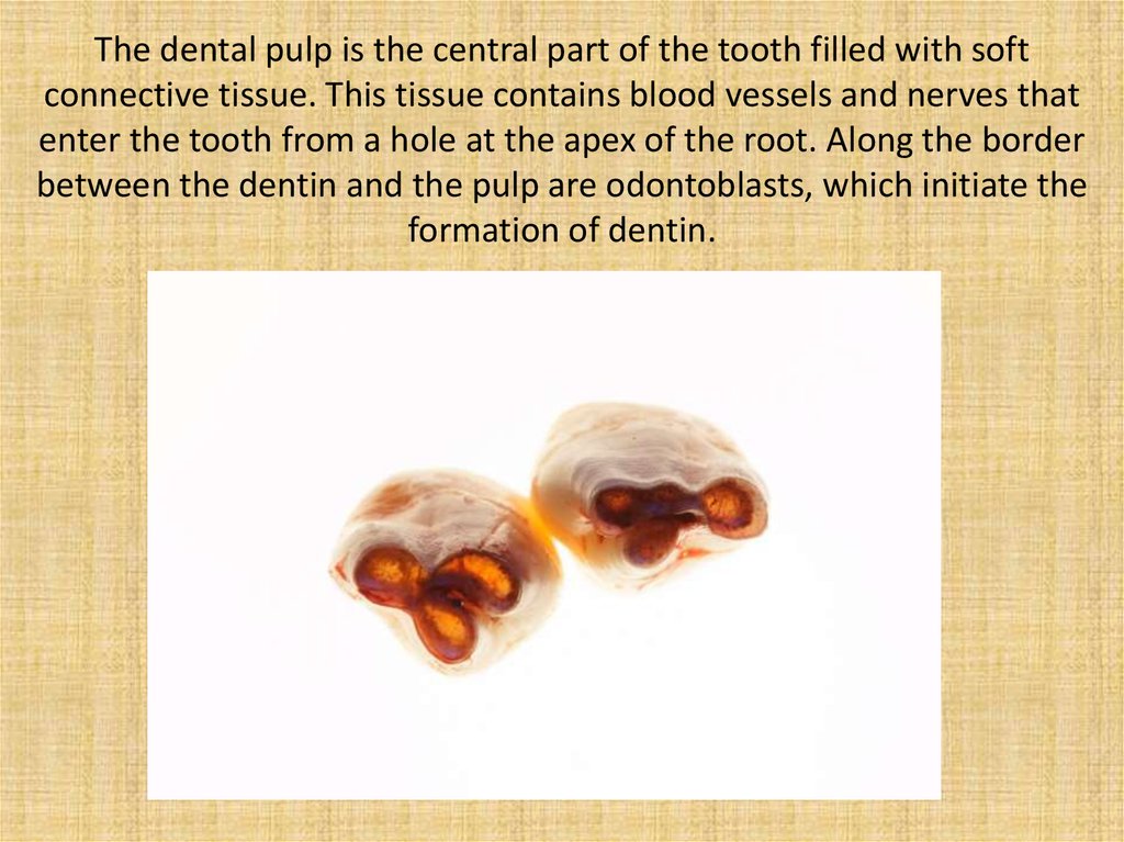 The dental pulp is the central part of the tooth filled with soft connective tissue. This tissue contains blood vessels and