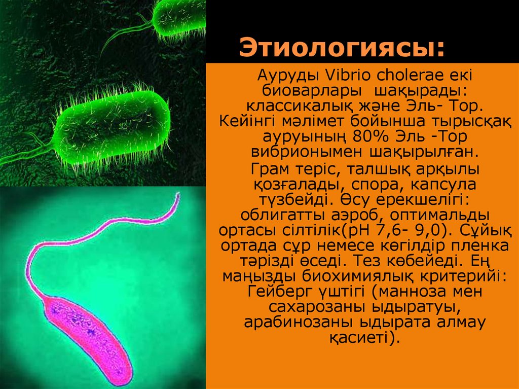 Трутовик окаймленный холерный вибрион. Вибрион холеры строение. Vibrio cholerae микробиология. Холерный вибрион микробиология. Галофильные вибрионы.