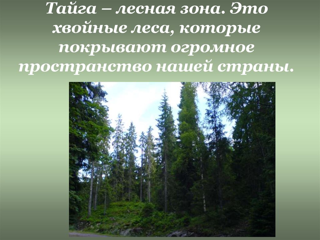 Лес легкие планеты почему. Лесные зоны России. Лесная зона. Тайга легкие планеты. Леса легкие планеты.