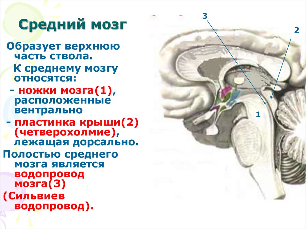 Передний промежуточный средний задний мозг