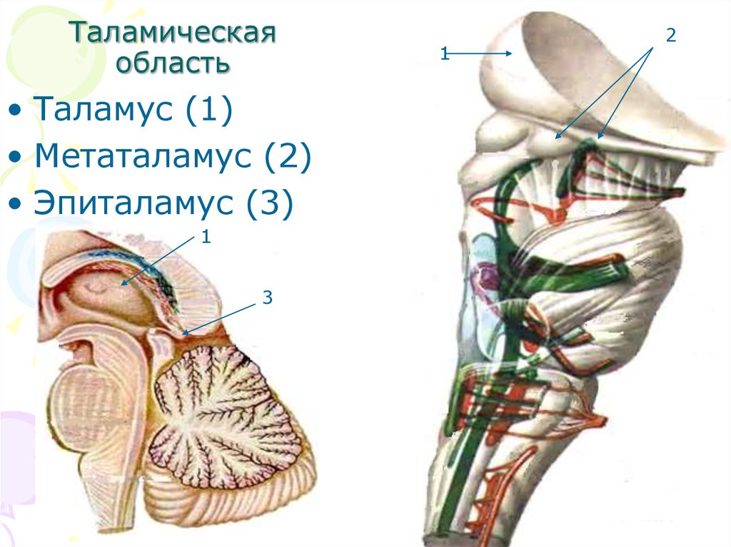 Спайка поводков. Таламус эпиталамус метаталамус. Эпиталамус строение анатомия. Коленчатые тела промежуточного мозга. Промежуточный мозг строение метаталамус.