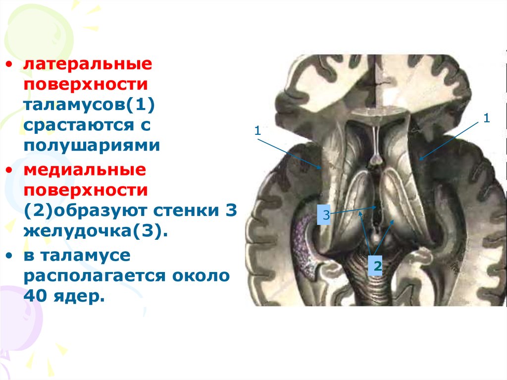 Стенки третьего желудочка. Стенки третьего желудочка образованы. Медиальная стенка 3 желудочка. Стиральная стенка 3, желудочка образована..