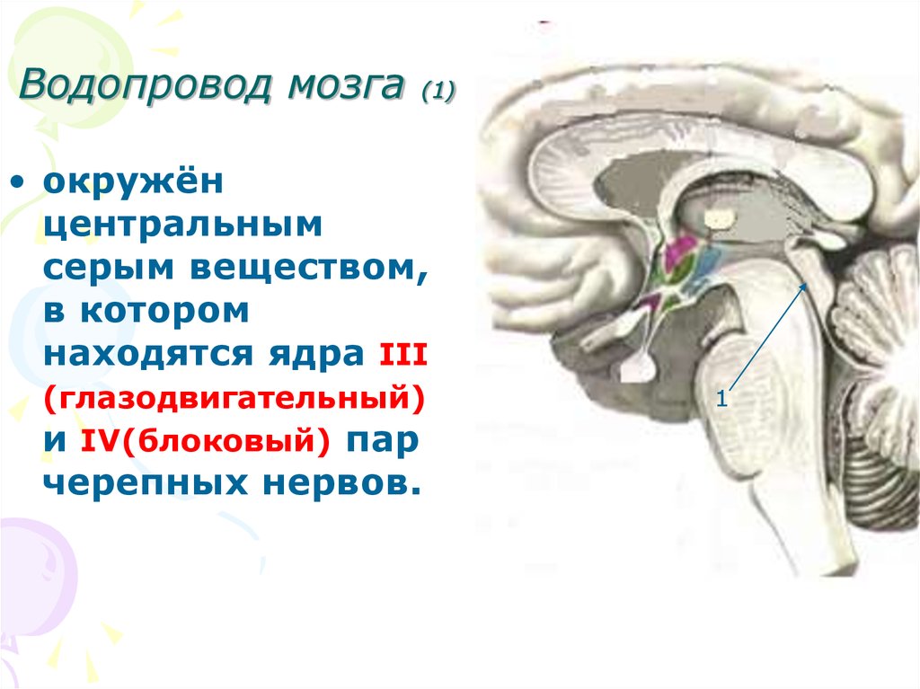 Мозговой серый. Водопровод головного мозга. Центральное серое вещество среднего мозга функции. Водопровод среднего мозга. Водопровод мозга функции.